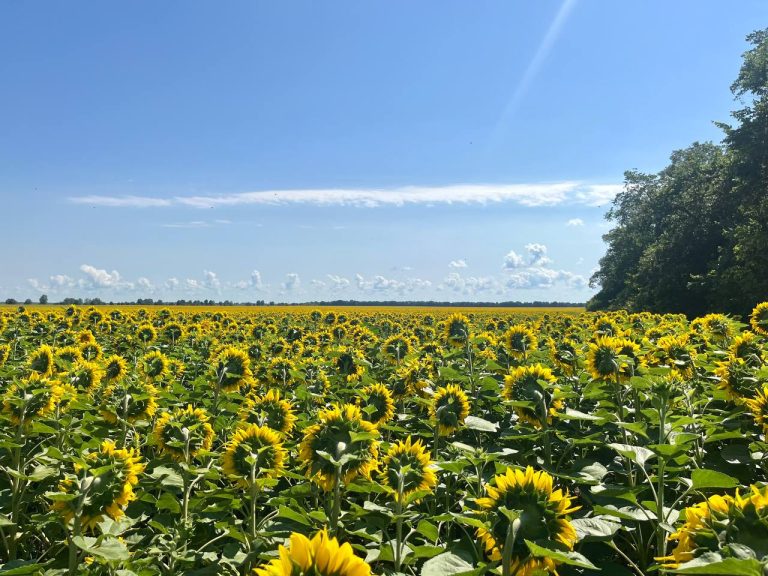 Продовжити чи укласти новий договір — поради пайовикам