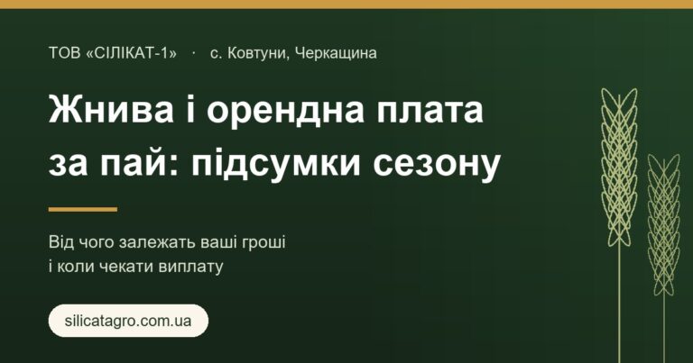 Колоски пшениці та напис «Жнива і орендна плата за пай: підсумки сезону» — пояснення ТОВ «Сілікат-1» для власників земельних паїв
